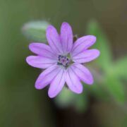 Geranium, Dove's Foot