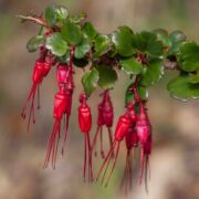 Gooseberry, Fuchsia-flowered