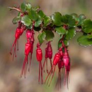 Gooseberry, Fuchsia-flowered