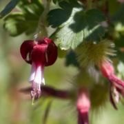Gooseberry, Sierra Gooseberry, Sierra