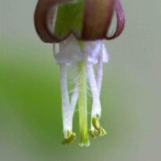 Gooseberry, Straggly