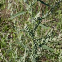 Goosefoot, Narrow-leaved
