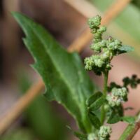 Goosefoot, Nettle-leaved