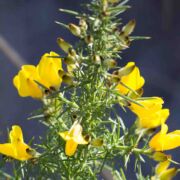 Gorse