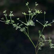 Hedge-parsley, California
