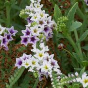 Heliotrope, Seaside Heliotrope, Seaside