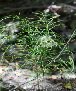 Horsetail, Common