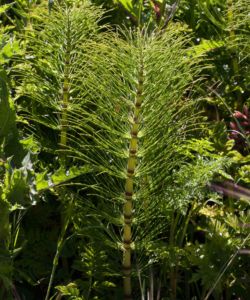 Horsetail, Giant
