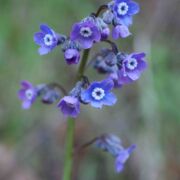 Hound's Tongue, Grand