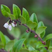 Huckleberry, California