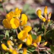 Lotus, Bioletti's Rush