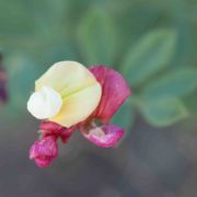 Lotus, Large Flowered