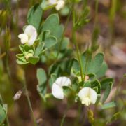 Lotus, Small-flowered