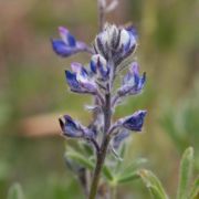 Lupine, Big Pod
