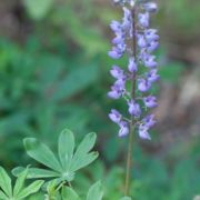 Lupine, Broad-leaved
