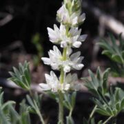 Lupine, Chick