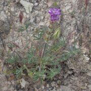 Lupine, Valley Lupine, Valley