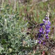 Lupine, Collin's Bush