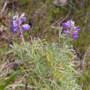 Lupine, Douglas' Bush