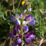 Lupine, Lindley's Varied