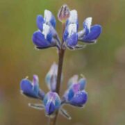 Lupine, Miniature Lupine, Miniature