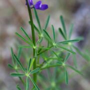 Lupine, Nuttall's Annual