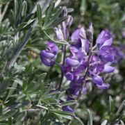 Lupine, Silver Beach