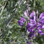 Lupine, Silver Beach