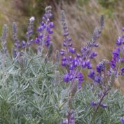 Lupine, Silver Bush