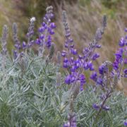Lupine, Silver Bush