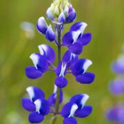 Lupine, Sky Lupine, Sky