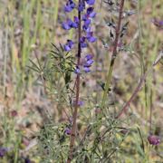 Lupine, Spider