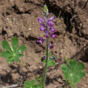 Lupine, Stinging
