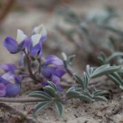 Lupine, Tidestrom's