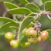 Manzanita