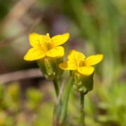 Timwort/American Microcala