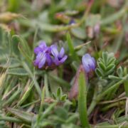 Milkvetch, Coastal Dunes
