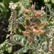 Milkvetch, Nuttall's