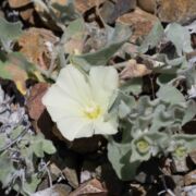 Morning-glory, South Coast Range