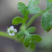 Nemophila, Small-flowered