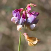 Pea, Common Pacific