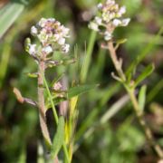 Peppergrass, Shining