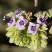 Phacelia, Branching