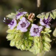 Phacelia, Branching