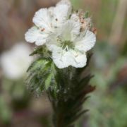 Phacelia, Common