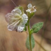 Phacelia, Santa Lucia