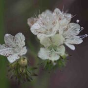Phacelia, Stinging