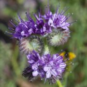 Phacelia, Tansy-leaved