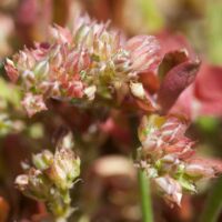 Allseed/Polycarp, Four-leaved