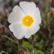 Rock-rose, Sageleaf